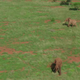 Image for article titled Data-Collecting Planes Are Counting Africa's Elephants to Curb Poaching